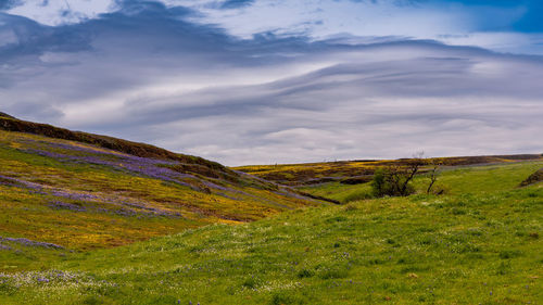 Scenic view of field against sky