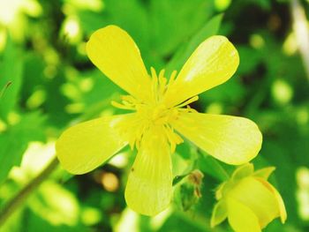 Close-up of yellow flower