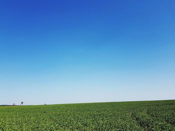 Scenic view of field against clear blue sky