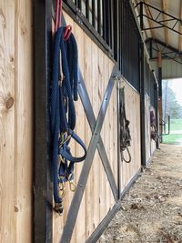 Bridles hanging on door at shed