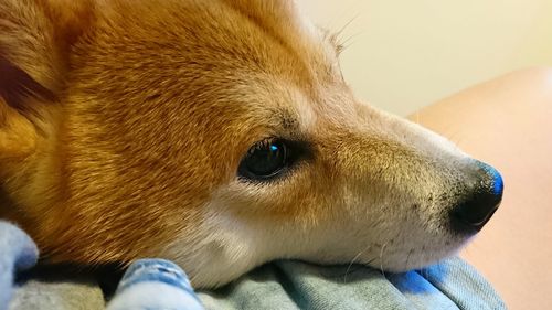 Close-up of a dog looking away