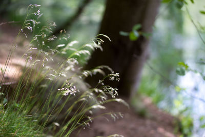 Close-up of flowering plant in sunlight