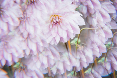 Close-up of bee pollinating on pink flower
