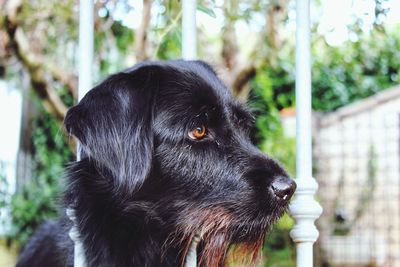 Close-up of dog looking away