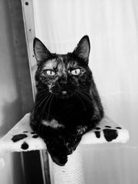 Close-up portrait of cat at home