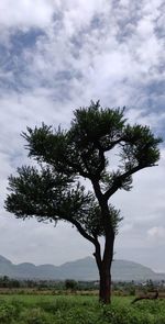 Tree on field against sky