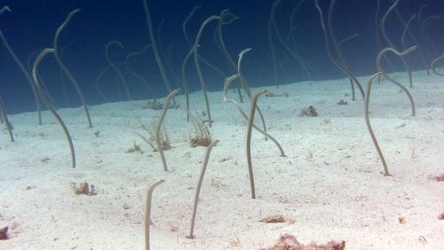 Fish swimming in sea