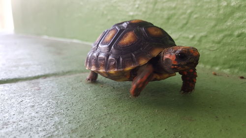 Close-up of turtles