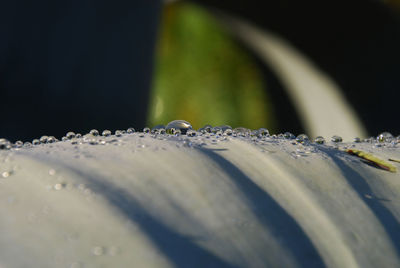 Close-up of water drops on leaf against black background