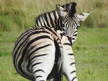 Close-up of zebra on field