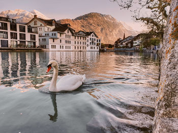 Swan in lake against buildings