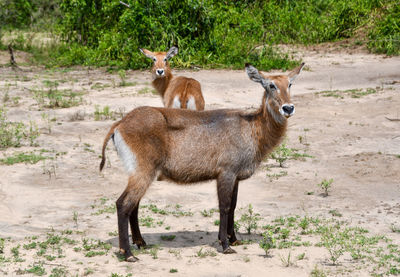 Deer standing on field