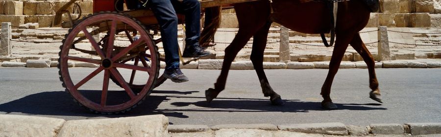 Low section of man with horse in cart
