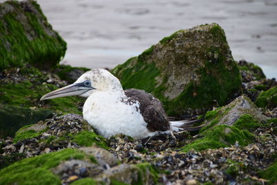 Bird perching on rock