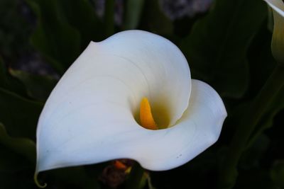 Close-up of white flower