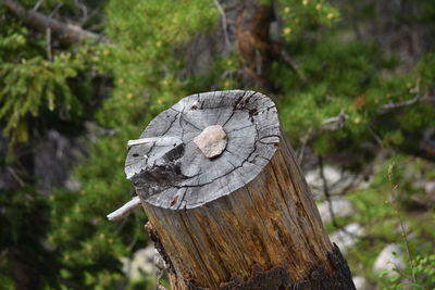 Close-up of tree stump in forest