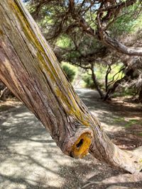 Close-up of tree trunk