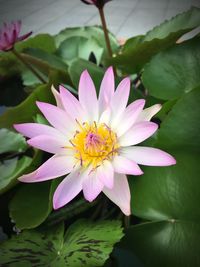 Close-up of purple lotus water lily in pond