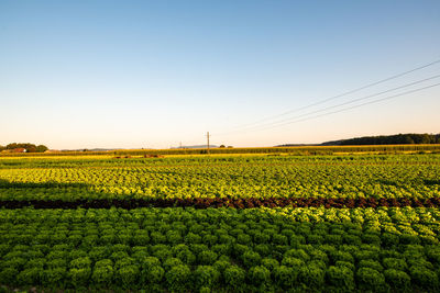 Scenic view of agricultural field against clear sky