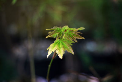 Close-up of plant