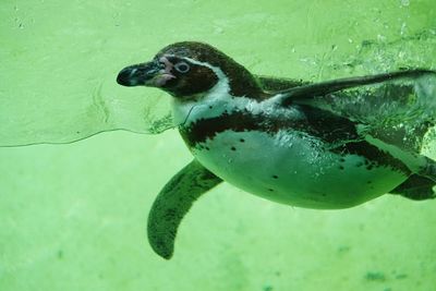 Close-up of turtle swimming in sea