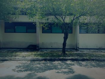 Tree by house on field against building