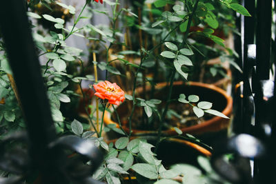 High angle view of rose growing in back yard