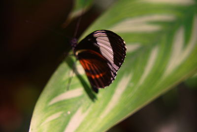 Close-up of butterfly on leaf