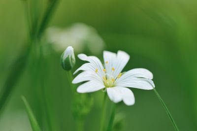 Close-up of white flowering plant