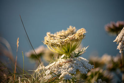 Close-up of white flowering plant