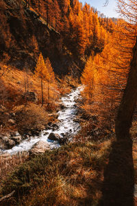 Scenic view of river amidst trees