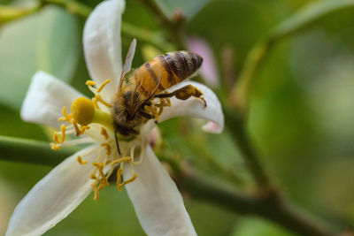 Bees collecting pollen, flying or on white lemon flowers, bokeh background