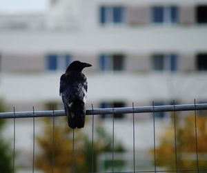 Close-up of bird perching on railing