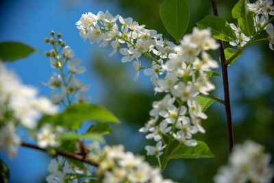 Close-up of white flowering plant