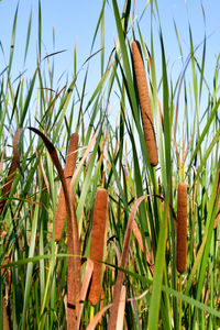 Close-up of bamboo plants on field against sky