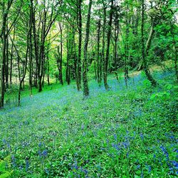 Trees in forest