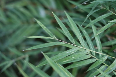 Close-up of grass growing in field