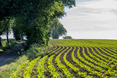 Scenic view of agricultural field against sky