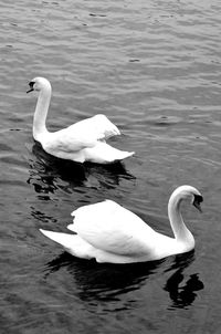 Birds floating on water