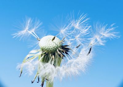 Close-up of dandelion against blue sky