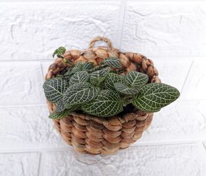 High angle view of vegetables on table