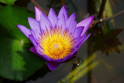 Close-up of purple flower blooming outdoors