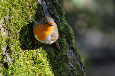 Close-up of bird perching on tree trunk