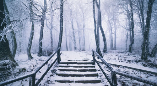 Snow covered land and trees in forest