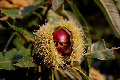 Close-up of strawberry growing on plant