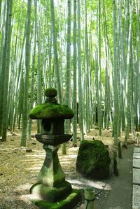 Bamboo trees in forest