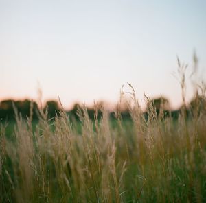 Plants growing on field