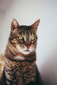 Close-up portrait of cat