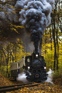 Train on railroad track amidst trees