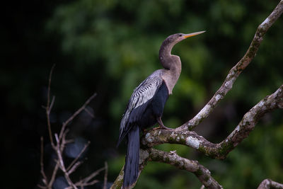 Close-up of bird perching on branch